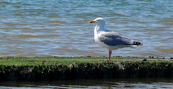 Coast seevogel bird