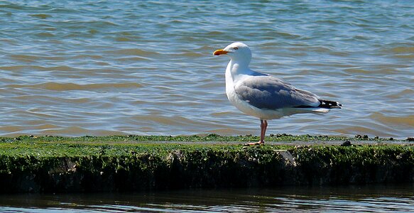 Coast seevogel bird photo