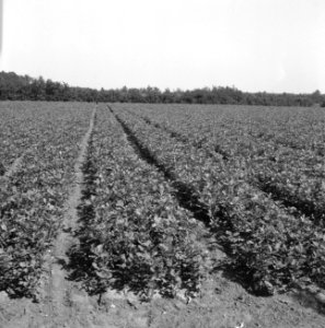 Bosaanleg en kwekerij, eik, Bestanddeelnr 165-0394
