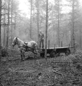 Bosbewerking, arbeiders, paard-en-wagen, Bestanddeelnr 253-5929