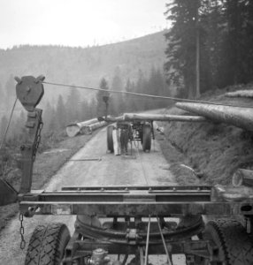Bosbewerking, arbeiders, vrachtwagens, boomstammen, Bestanddeelnr 251-9007