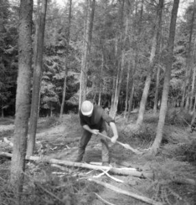 Bosbewerking, arbeiders, boomstammen, bomen vellen, Bestanddeelnr 253-5526