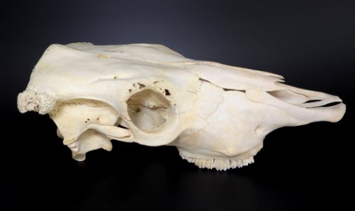 Bos primigenius f. taurus - cranium