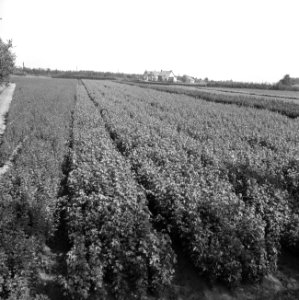 Bosaanleg en kwekerij, acercampestre, meidoorn, Bestanddeelnr 165-0400