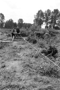 Bosbewerking, arbeiders, stronken, kabels opwinden, Bestanddeelnr 170-0774
