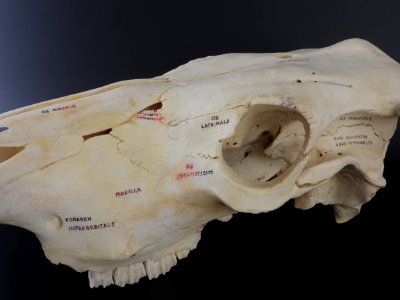 Bos primigenius f. taurus - cranium (orbita detail)