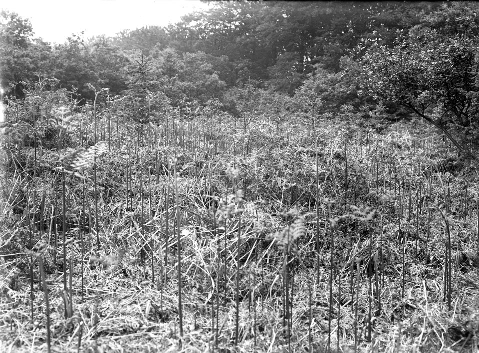 Bosbescherming, beschadigingen, verstikking, jonge aanplant, varens, Bestanddeelnr 165-0437