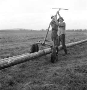 Bosbewerking, boomstammen, werktuigen, arbeiders, dieren, honden, Bestanddeelnr 251-7992