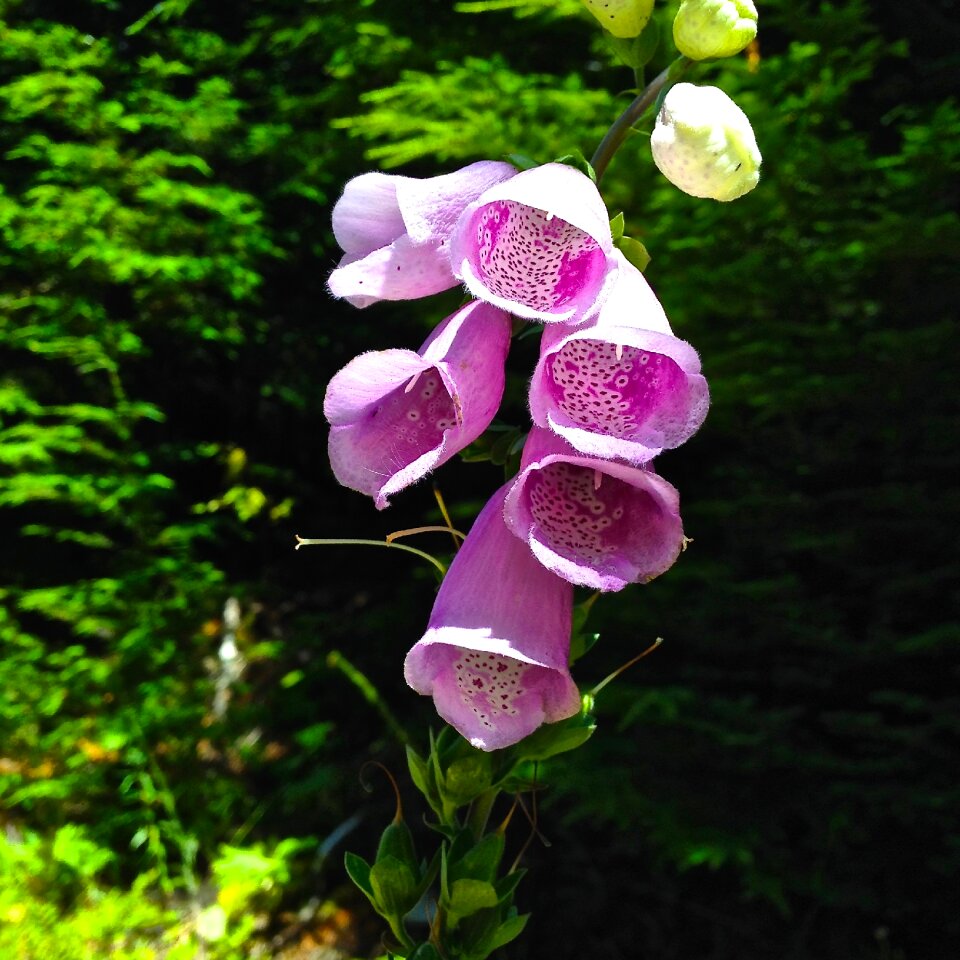 Plant medicinal nature