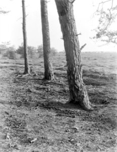 Bomen op de Veluwe, Bestanddeelnr 252-0573
