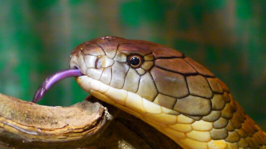 Yellow reptile snakehead