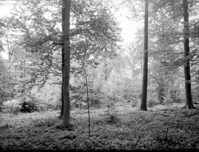 Bosbescherming, oude bossen, groepsgewijze tussenplanting, japanse lork, fijnspa, Bestanddeelnr 165-0497