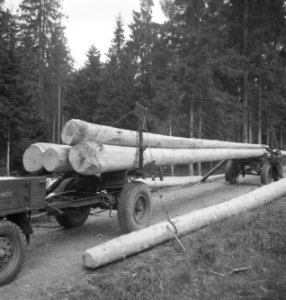 Bosbewerking, boswegen, auto's, boomstammen, vervoeren, Bestanddeelnr 251-8819