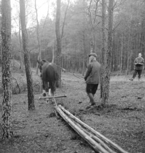 Bosbewerking, arbeiders, boomstammen, dieren, sleepwerkzaamheden, paarden, Bestanddeelnr 253-4090