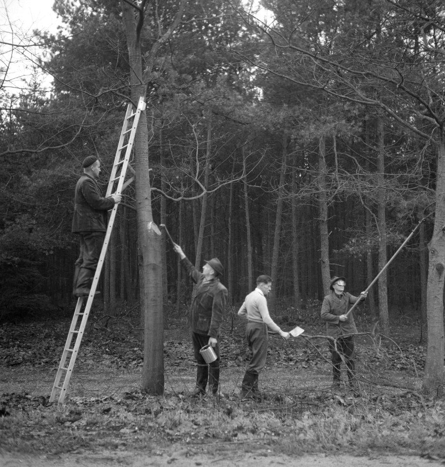 Bosbewerking, arbeiders, gereedschappen, ladders, Bestanddeelnr 251-8723
