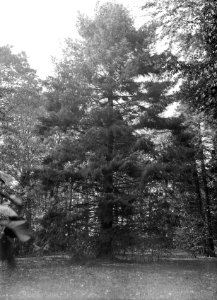 Bomen , picea excelsa, Bestanddeelnr 192-0610