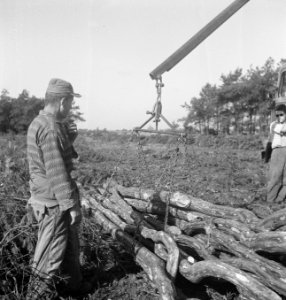 Bosbewerking, arbeiders, boomstammen, Bestanddeelnr 251-9735