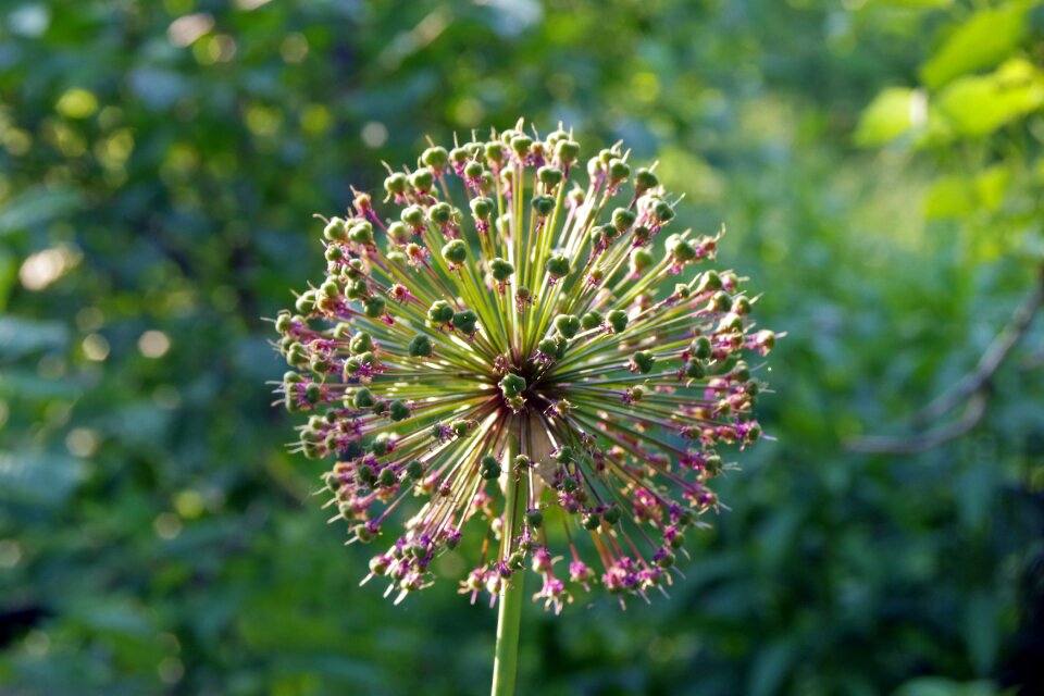 Blooms plant garden
