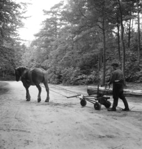 Bosbewerking, boomstammen, vervoeren, arbeiders, karren, paarden, Bestanddeelnr 251-8556