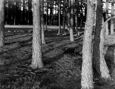 Bomen op de Veluwe, Bestanddeelnr 252-0574