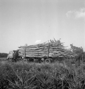 Bosbewerking, arbeiders, vrachtwagens, boomstammen, Bestanddeelnr 251-9744