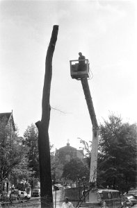 Bomen werden gesnoeid op Reguliersgracht Amsterdam met kraan, Bestanddeelnr 922-8163