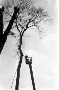 Bomen werden gesnoeid op Reguliersgracht Amsterdam met kraan, Bestanddeelnr 922-8164