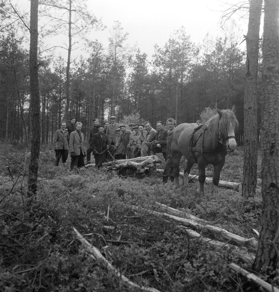 Bosbewerking, arbeiders, paarden, Bestanddeelnr 251-7810