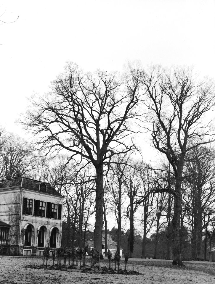 Bomen , Eik, Landgoed de Treek, Bestanddeelnr 192-0248