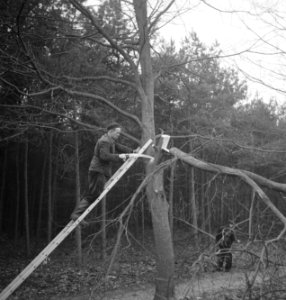 Bosbewerking, arbeiders, gereedschappen, ladders, Bestanddeelnr 251-8719