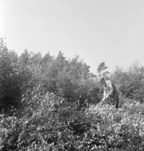 Bosbewerking, arbeiders, gereedschappen, struiken, Bestanddeelnr 251-9187
