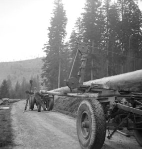 Bosbewerking, arbeiders, vrachtwagens, boomstammen, Bestanddeelnr 251-9009
