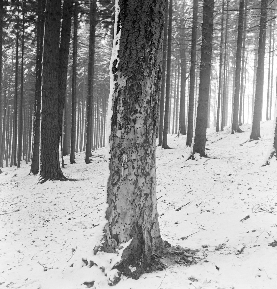 Bossen, sneeuw, Bestanddeelnr 251-7332