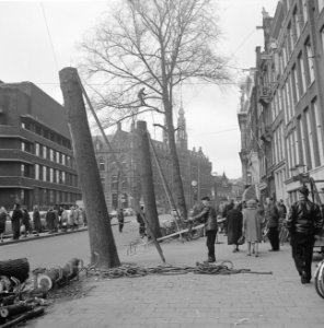 Bomen op de N Z Voorburgwal worden gekapt, Bestanddeelnr 915-2796