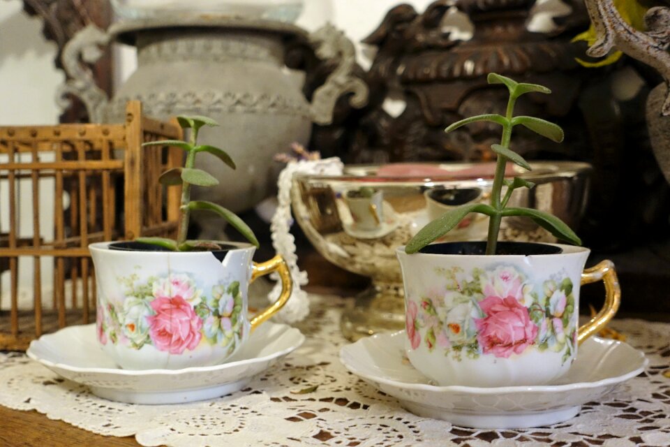 Vintage plants brown tea