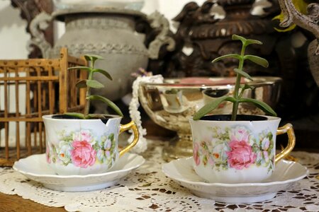 Vintage plants brown tea photo