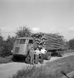 Bosbewerking, arbeiders, vrachtwagens, boomstammen, Bestanddeelnr 251-9745