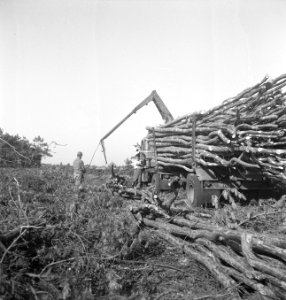 Bosbewerking, arbeiders, vrachtwagens, boomstammen, Bestanddeelnr 251-9730