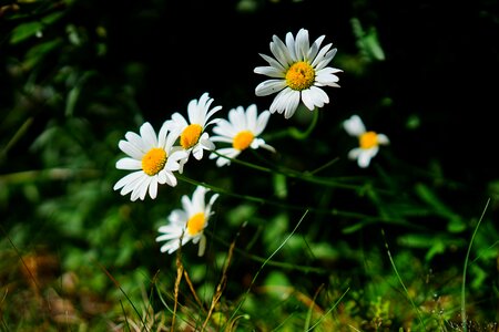 White leucanthemum vulgare basket flower greenhouse