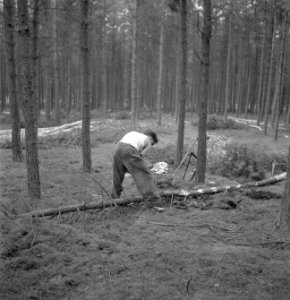 Bosbewerking, gereedschappen, arbeiders, boomstammen, zagen, Bestanddeelnr 251-8064