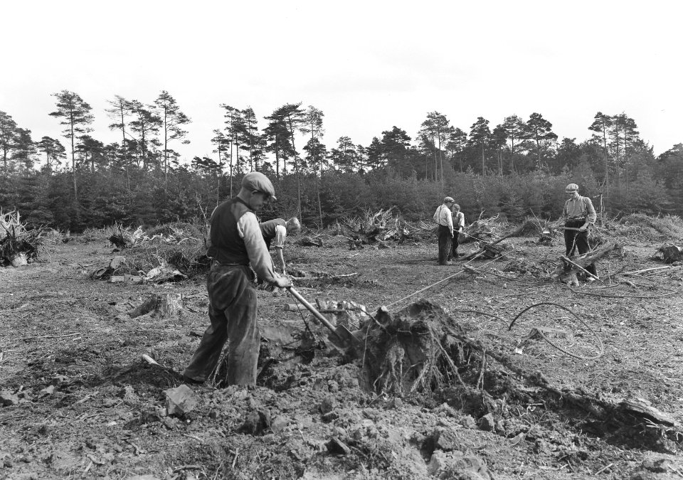 Bosbewerking, arbeiders, stompenrooien, Bestanddeelnr 192-1313