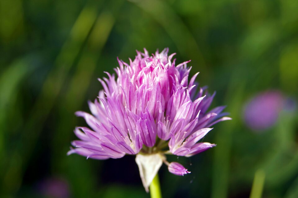 Garden plant purple flower