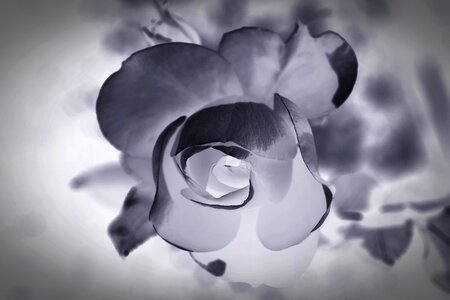 Blossom bloom commemorate