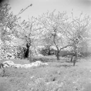 Boomgaard in bloei langs de weg van Bethlehem naar Hebron, Bestanddeelnr 255-5505