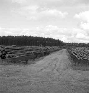 Boomstammen, houtopslagplaatsen, Bestanddeelnr 253-4873