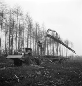 Bosbewerking, landbouwmachines, werktuigen, arbeiders, aanhangers, boomstammen, , Bestanddeelnr 253-5685