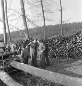 Bosbewerking, boomstammen, vrachtwagens, mannen, Bestanddeelnr 251-9032