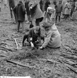 Boomplantdag voor 600 kinderen bij Bilthoven, Bestanddeelnr 913-7250