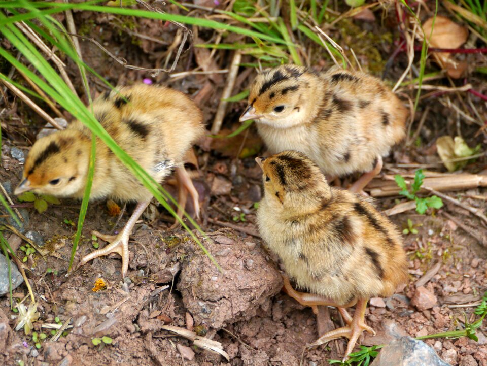 Baby grouse nature rarely seen