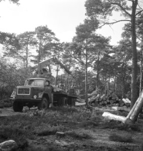 Bosbewerking, boomstammen, takelwagens, laadwerkzaamheden, Bestanddeelnr 253-5948